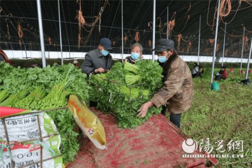 为民解难题 空港新城打通农产品销路，助力农业种植新发展