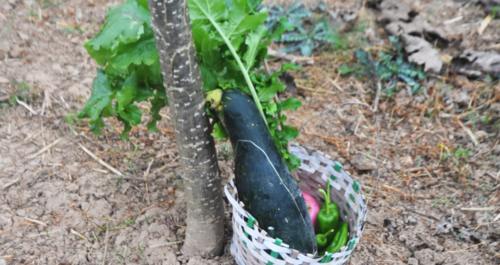 农民种植的农产品频遭“偷菜团”光顾的原因与预防策略