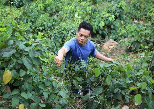 龙布村 特色农产品出山，鼓起群众钱袋子