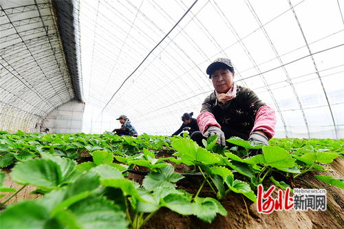 河北怀来 大棚草莓管护忙 特色种植助农增收