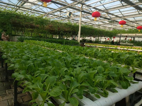 冰雪映绿意，冬藏春耕新篇章——第十二届吉林长春冬季农博会盛大开幕