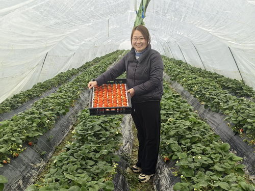 安徽明光 打好农业“特色牌”，走出产业兴旺新路径