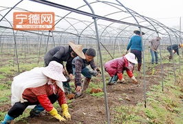 周宁实践 土地流转激活特色农业与水产养殖，铺就农民增收新路径