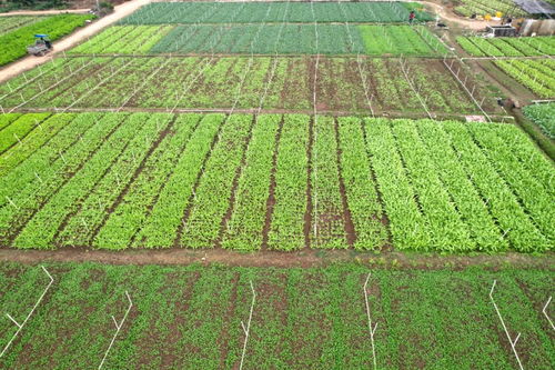 科学管护四季丰收 水产养殖与八塘菜田的冬日协奏曲