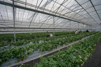 实测！全国最好吃的草莓，就藏在余杭！探寻余杭草莓的甜蜜密码