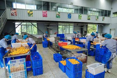 黄桃罐头变“黄金” 随县小林镇农产品种植的华丽转身