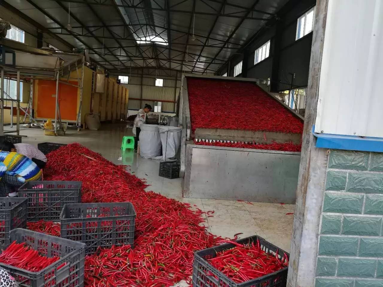 旺草“红”了！水产养殖新路径探秘