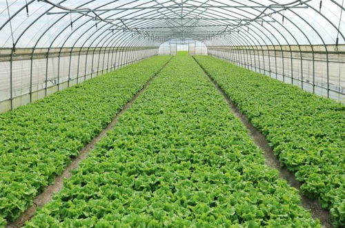 致敬农耕者 农产品全国榜首背后的种植新篇