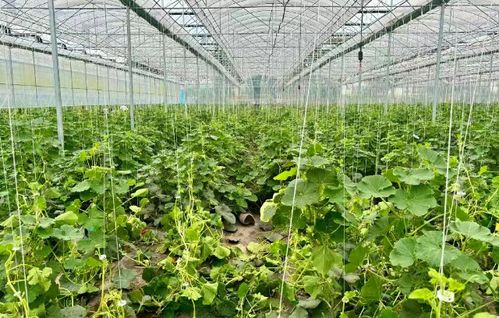 最美丰景丨沙湾产绿色贝贝南瓜即将上市 水产养殖双丰收