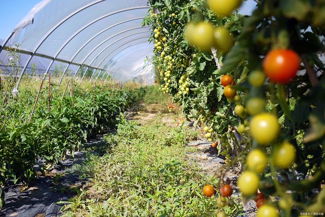 农场水果种植仓储建设项目可行性报告（农产品种植方向）