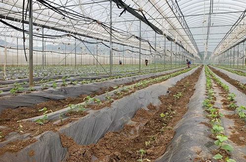 大棚经济助推乡村振兴 宣威来宾街道农产品种植发展新篇章