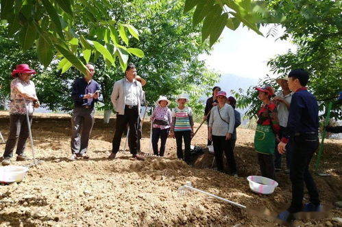 发展产业 助力脱贫 农产品种植带领群众致富奔小康