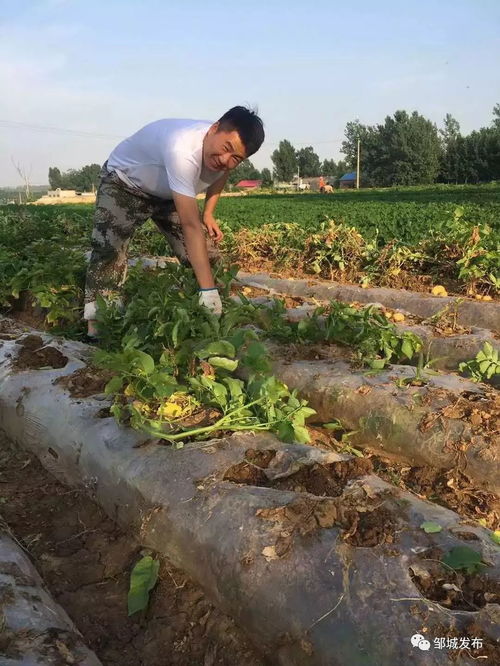 镇域风采 看庄镇2.5万亩土豆喜获丰收，水产养殖并进发展