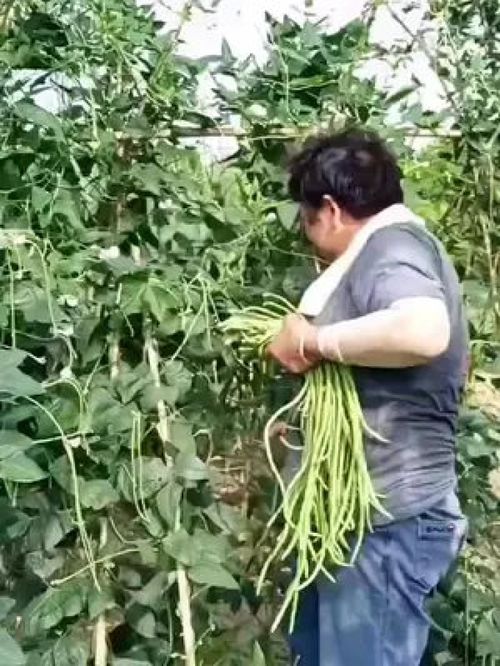 老农的豆角与水产 记录真实的乡村生活，传递正能量