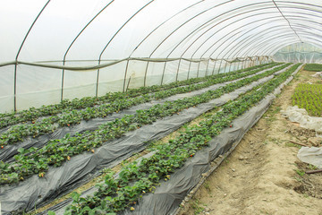 农产品种植基地 现代农业的基石与可持续发展之道