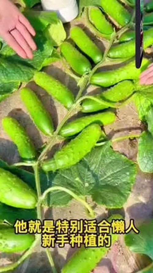 优质黄瓜苗种植 助力农产品品质提升与农业可持续发展