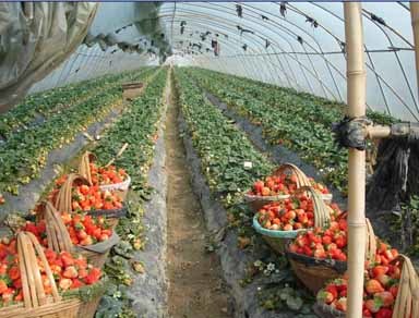 左店乡水产养殖的发展与前景