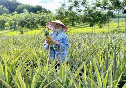 琼中黎母山 热带特色农业结硕果 名优品牌多点开花促振兴