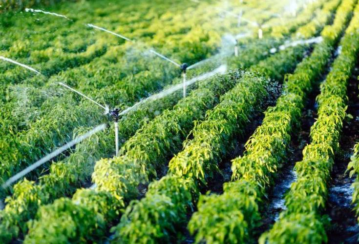 归农商城 以庭院经济为桥，连接家庭与市场的绿色田园