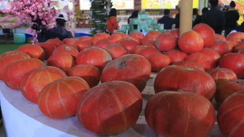 丰收节庆展新篇 乐都特色农产品闪耀河湟展交会